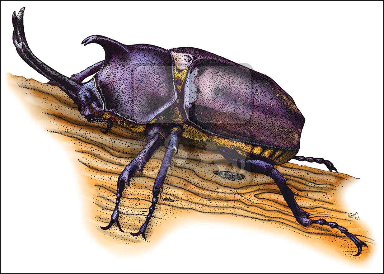 beetle clipart hercules beetle