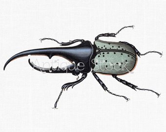 beetle clipart hercules beetle