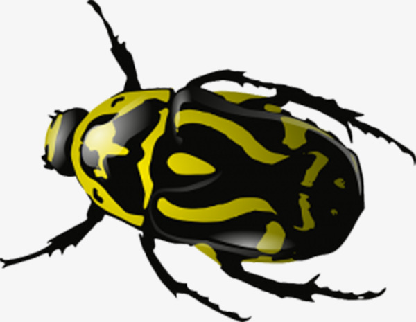 Yellow markings hard shell. Beetle clipart insect