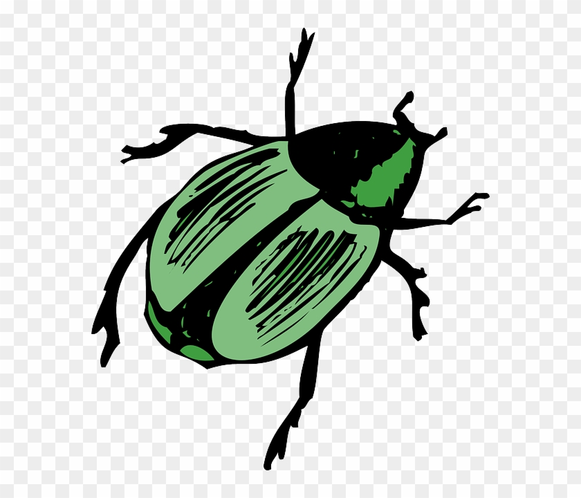 Beetle clipart insect. Top green view wings