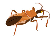 Search results for bug. Beetle clipart insect