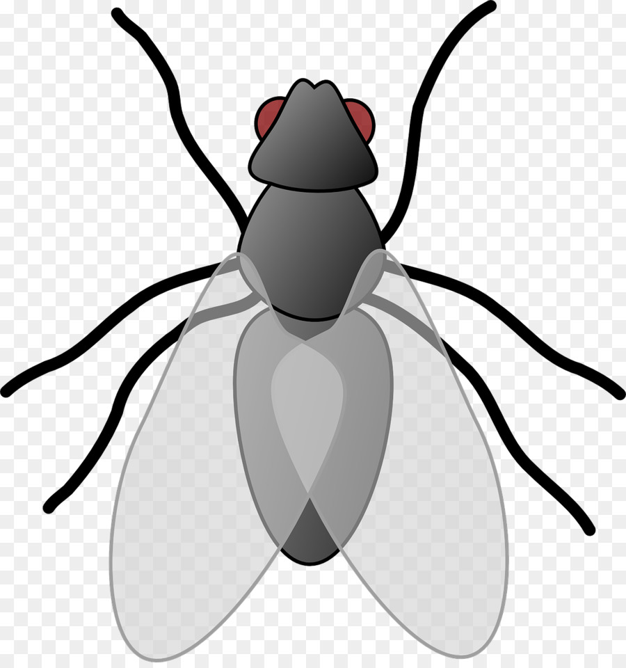 Wing clip art gray. Beetle clipart insect