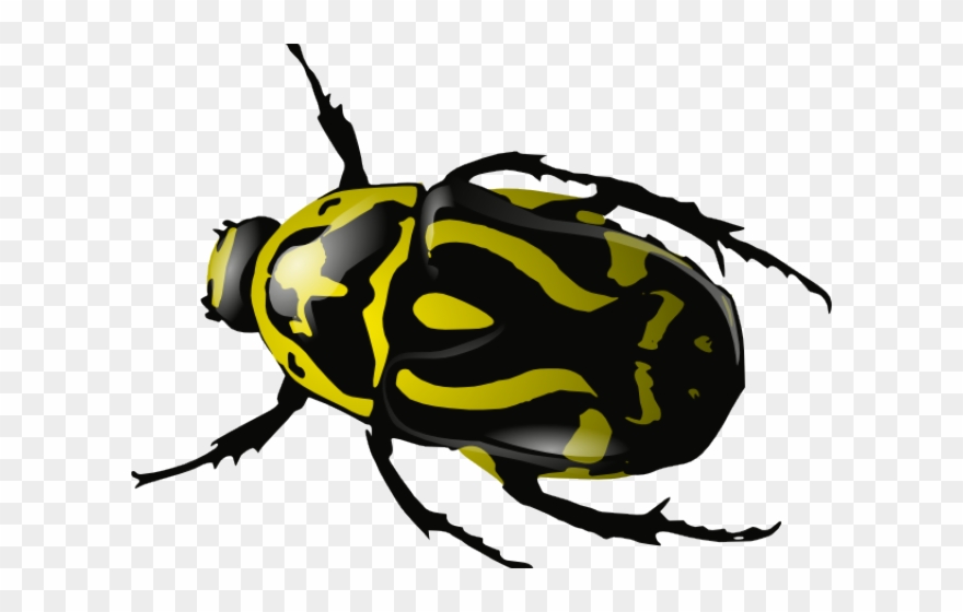 Beatle clip art png. Beetle clipart insect