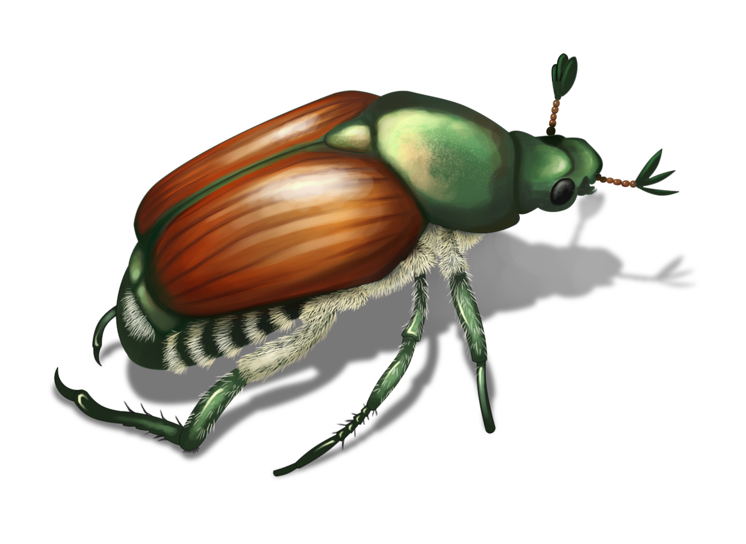 Pictures of beetles images. Beetle clipart japanese beetle