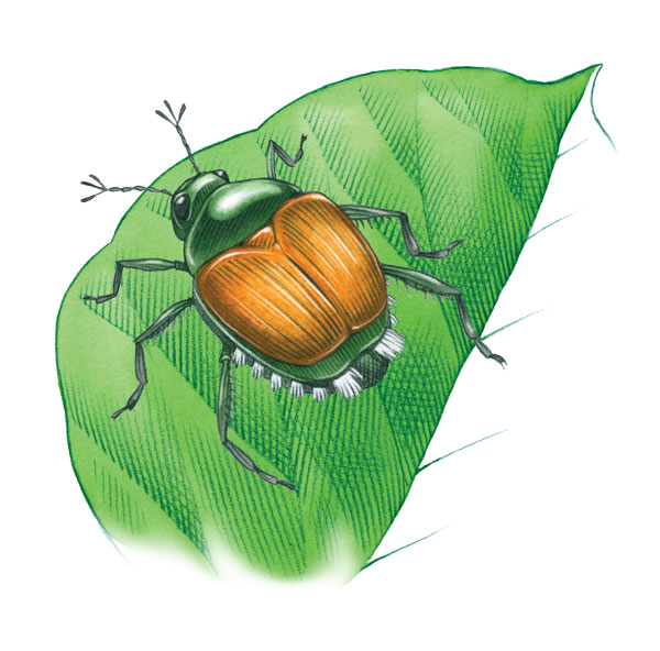 Prevent damage with pest. Beetle clipart japanese beetle