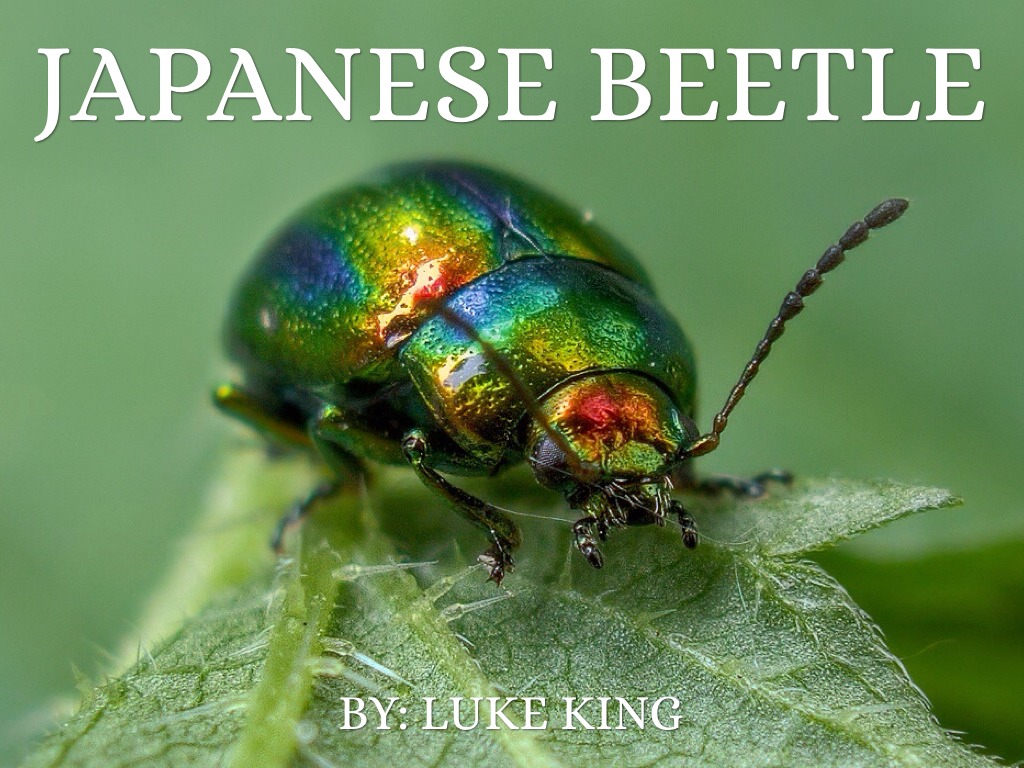 Beetles of japan by. Beetle clipart japanese beetle