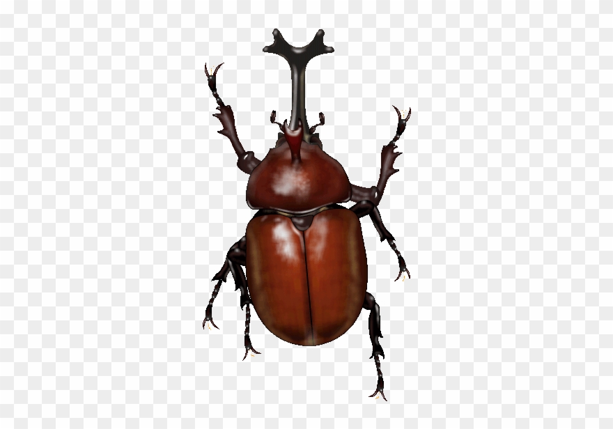 Cult beetles rhinoceros . Beetle clipart japanese beetle