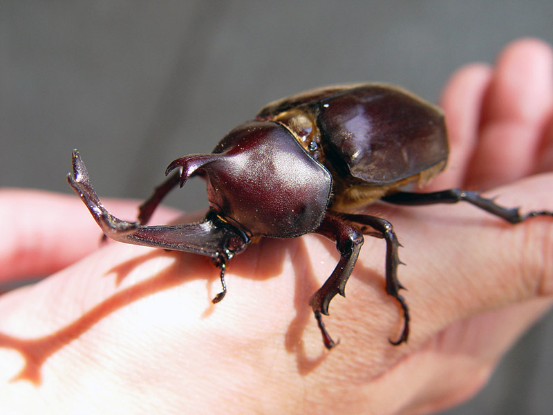 Beetle clipart japanese beetle. How to care for