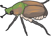 Search results for beetles. Beetle clipart japanese beetle