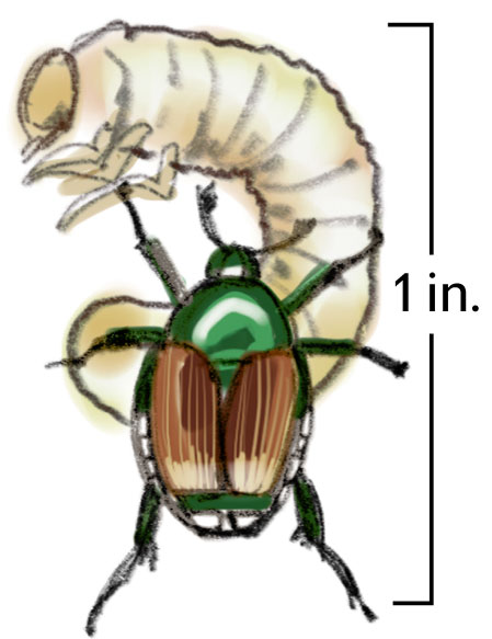 Beetle clipart japanese beetle. Sacramento area homeowners officials