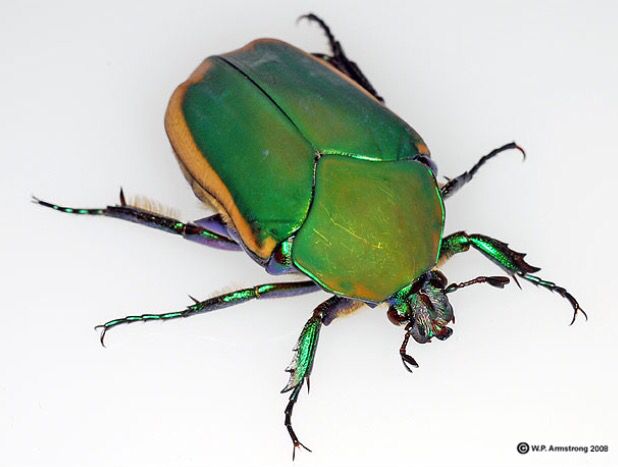 beetle clipart june bug