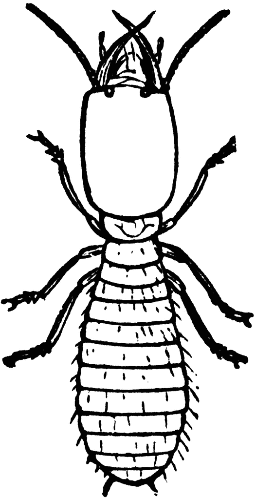 beetle clipart khatmal
