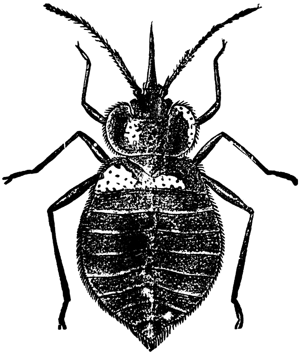 Beetle khatmal