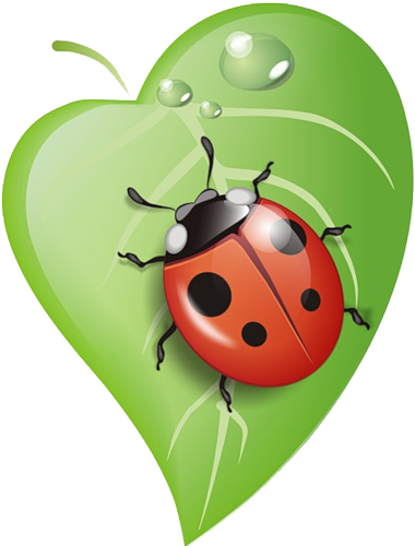 Beetle clipart lady beetle.  e c dc