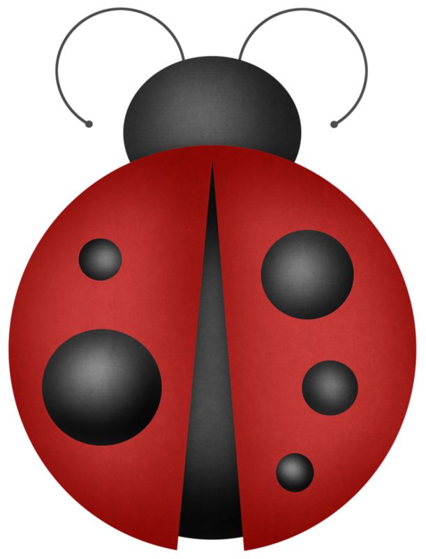 Beetle clipart lady beetle.  best ladybug images