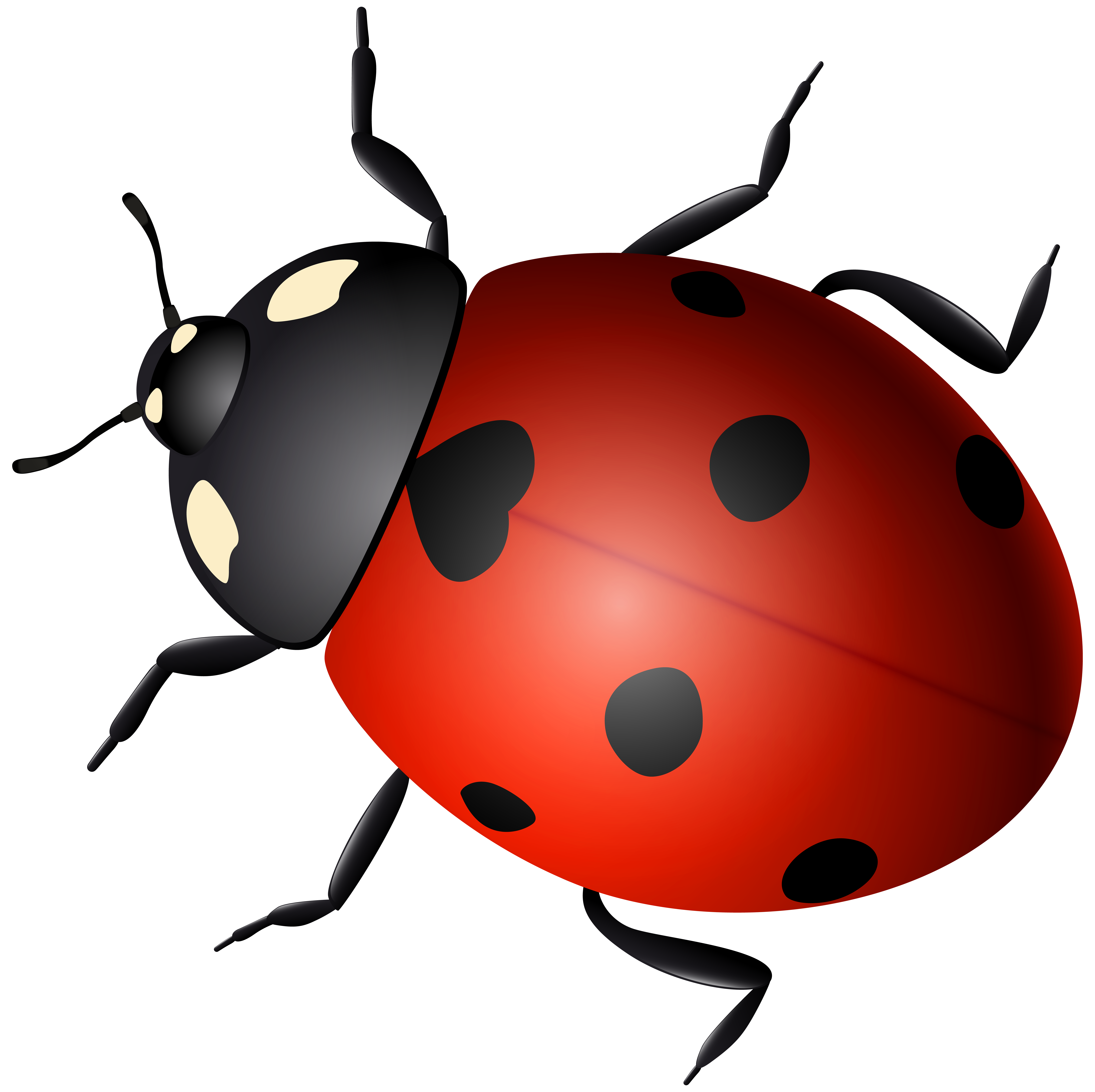 Ladybugs clipart frame. Ladybird beetle clip art