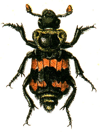 beetle clipart orange bug