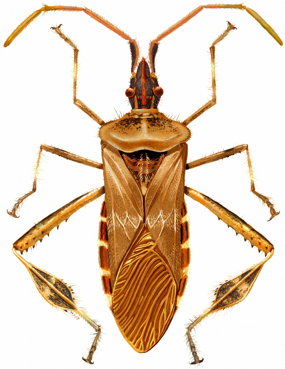 beetle clipart orange bug