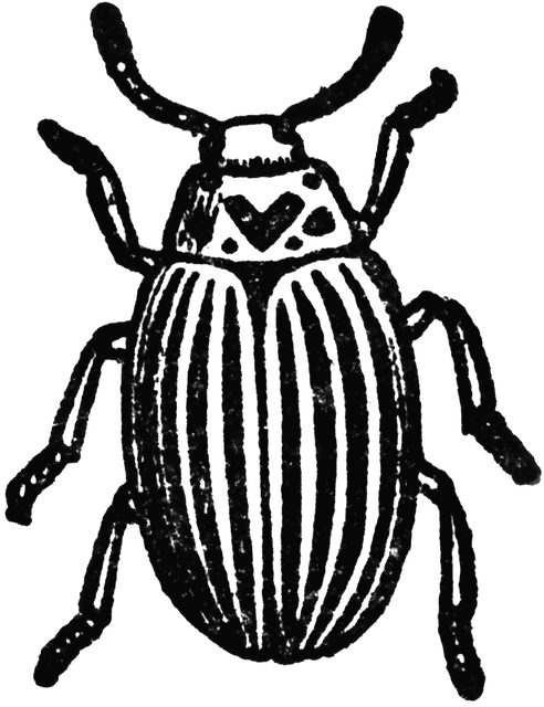 beetle clipart potato bug