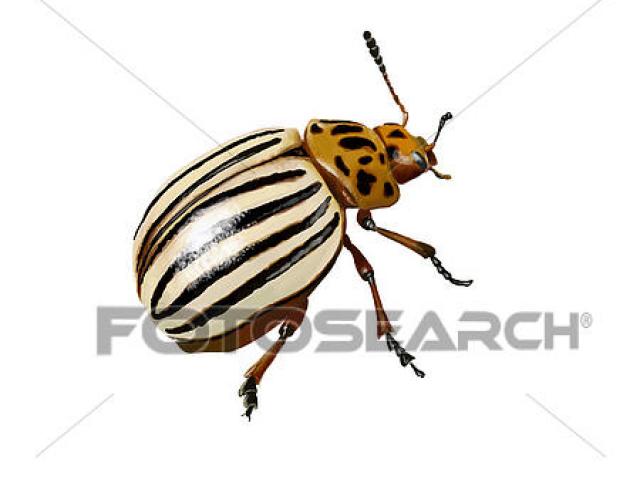 beetle clipart potato bug