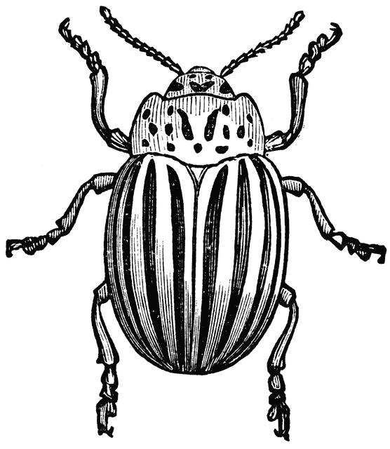 beetle clipart potato bug