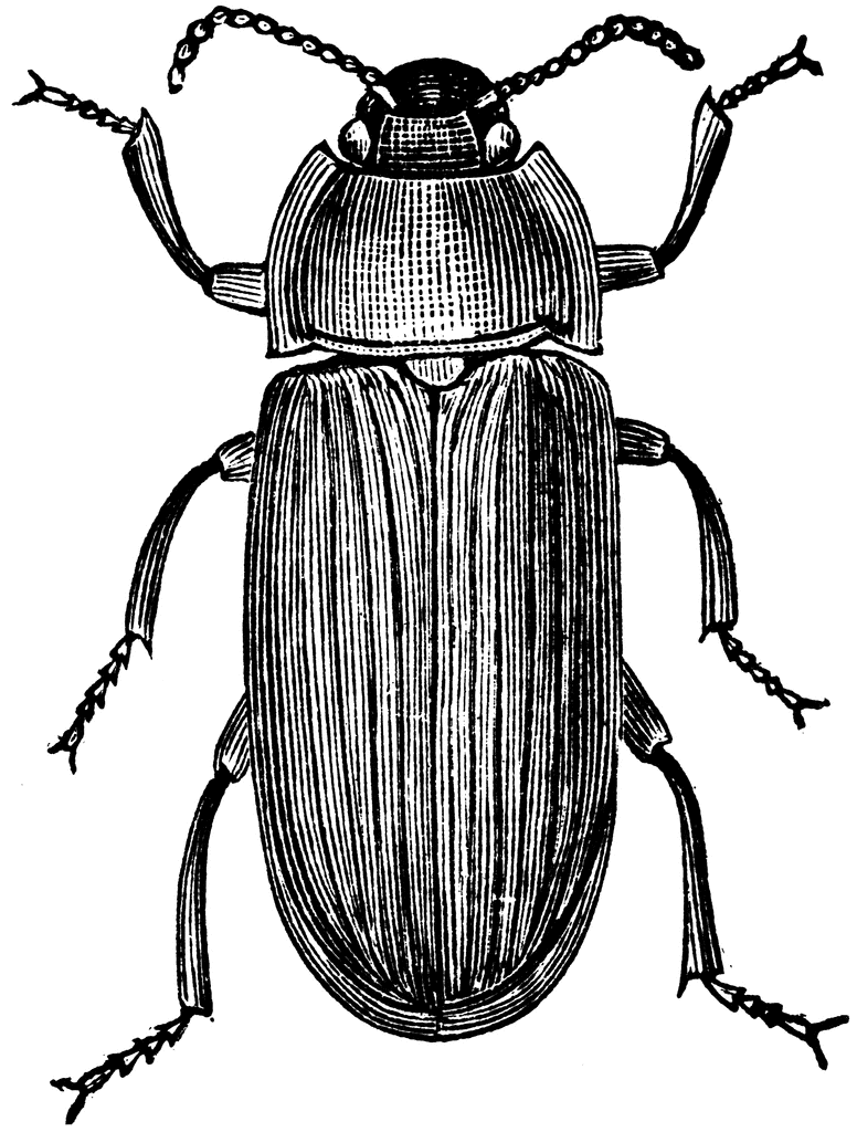 beetle clipart pupa