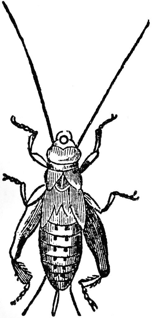 beetle clipart pupa