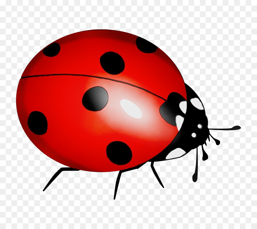 Ladybird png download free. Beetle clipart red beetle
