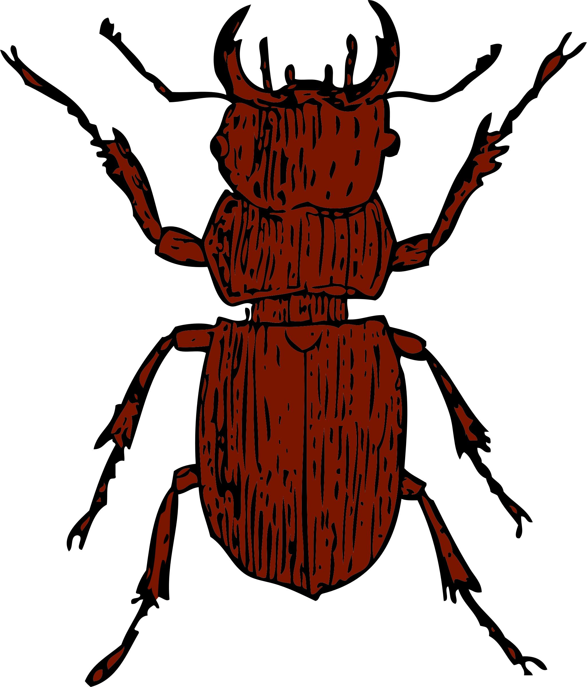 beetle clipart red beetle