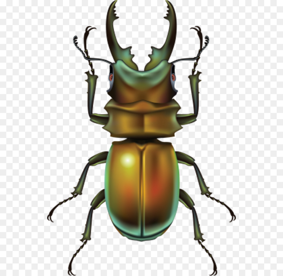 beetle clipart rhinoceros beetle. 