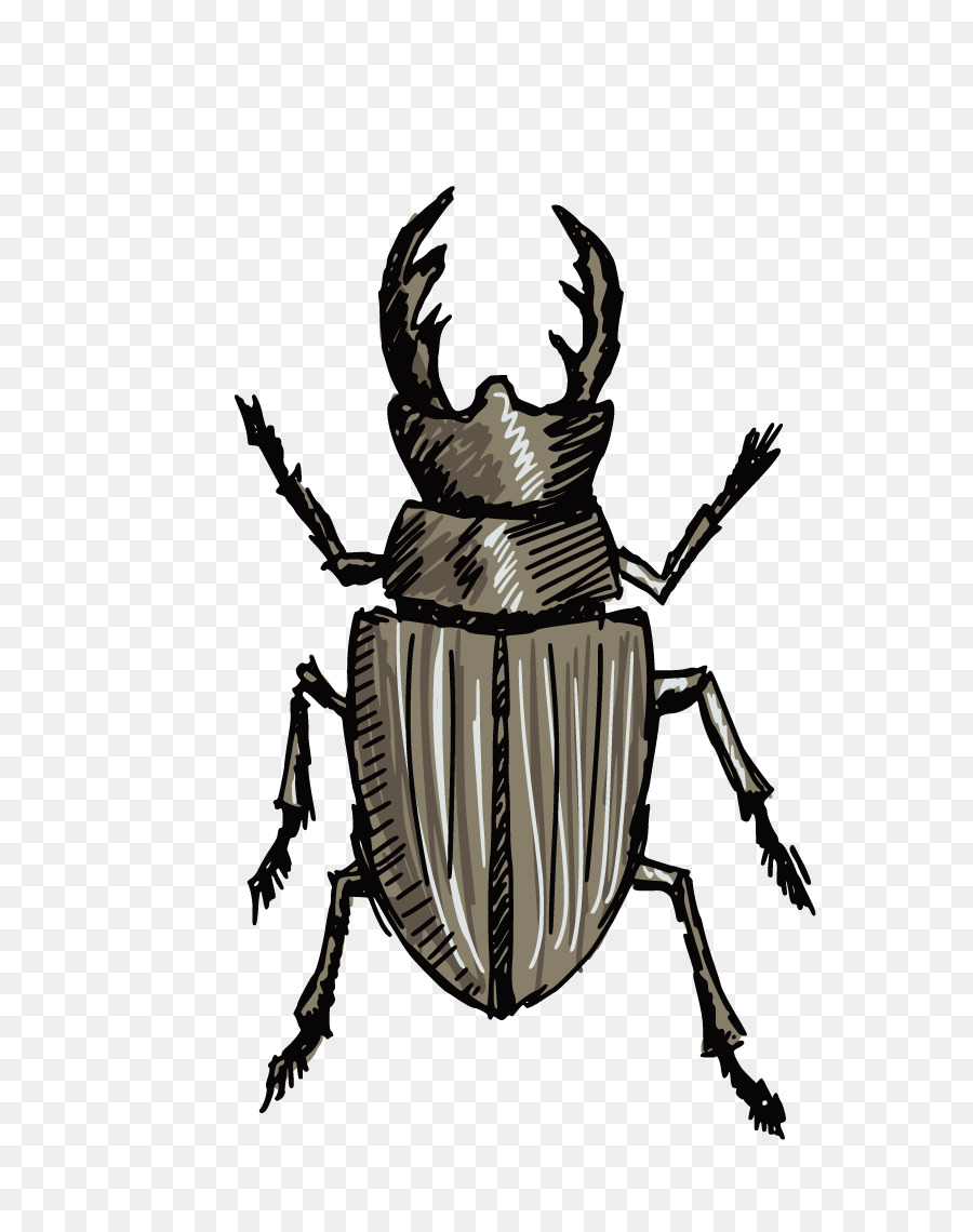 beetle clipart rhinoceros beetle