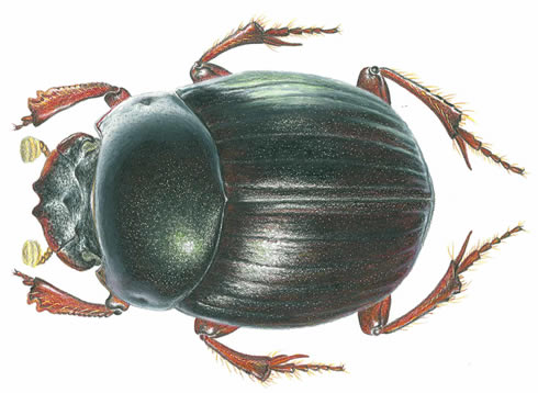 Beetle clipart scarab beetle.  scarabs dung beetles