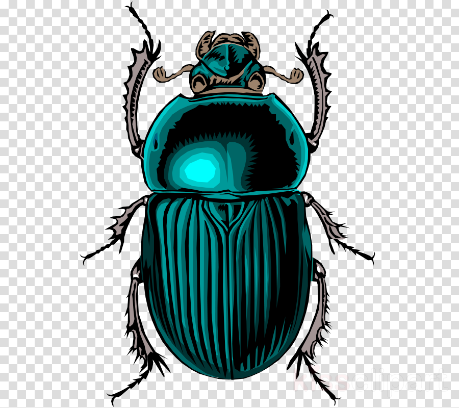 Drawing dung . Beetle clipart scarab beetle