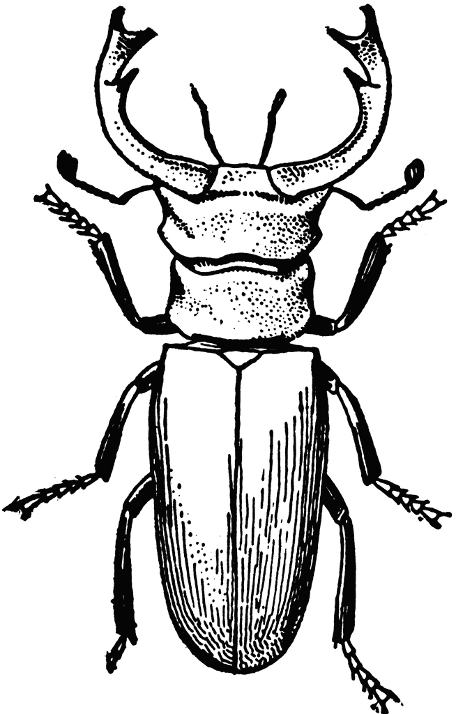 Beetle clipart stag beetle. Etc 