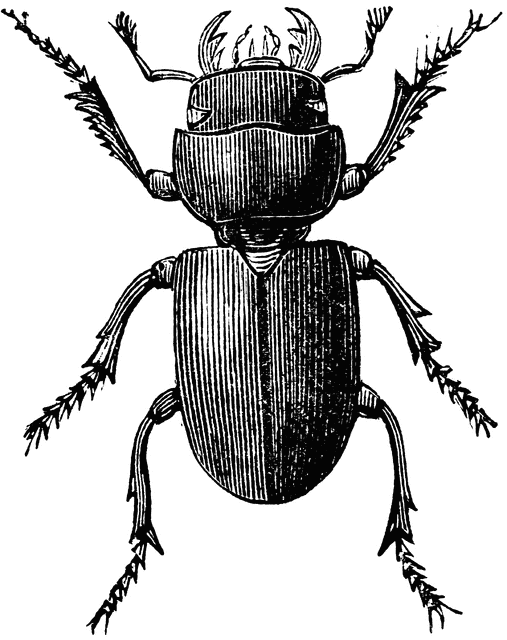 Beetle clipart stag beetle. Small etc