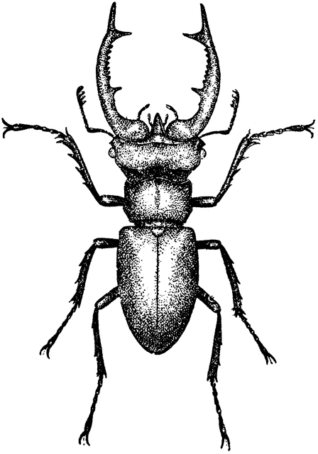 Etc. Beetle clipart stag beetle