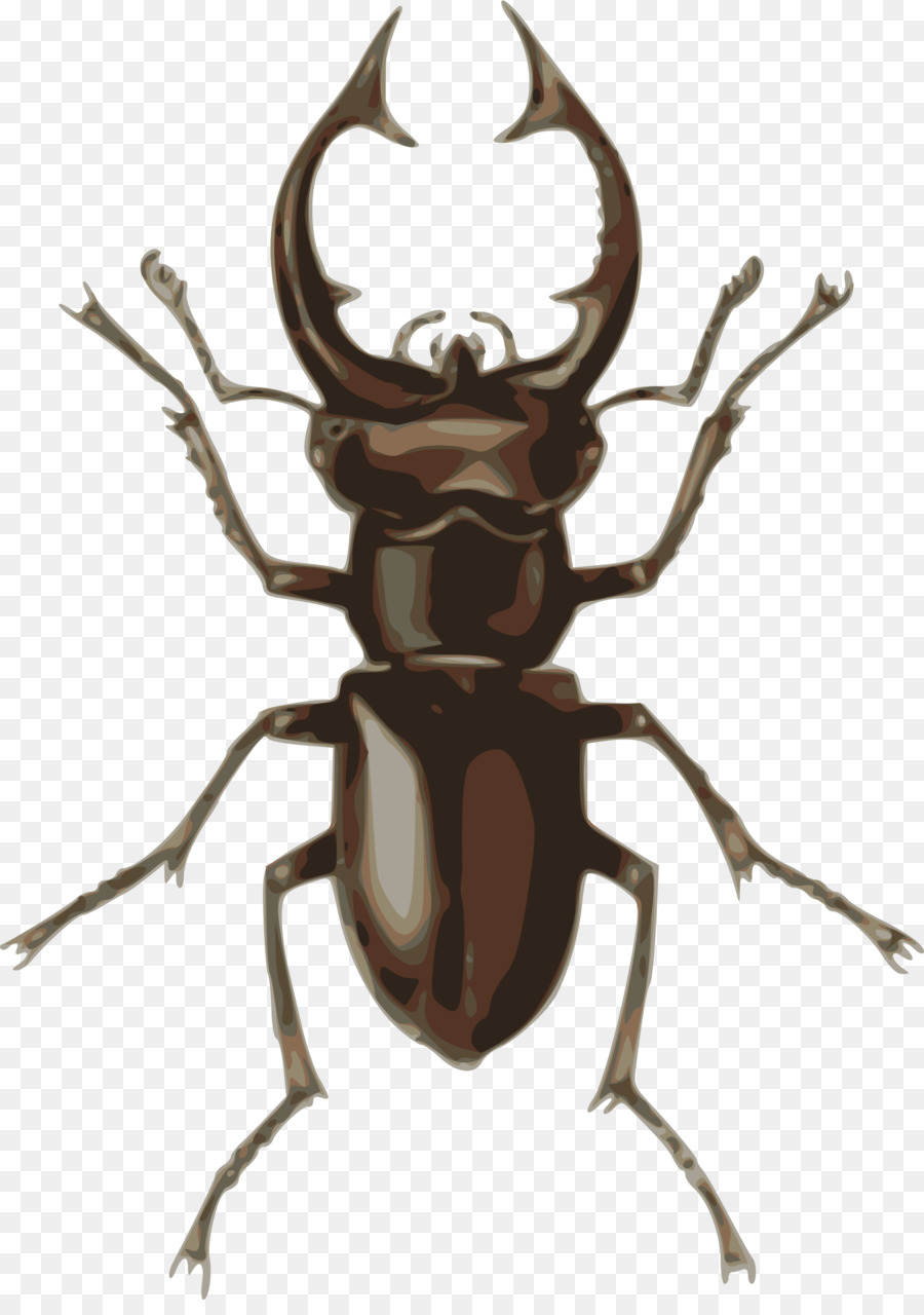 Clip art graphics . Beetle clipart stag beetle