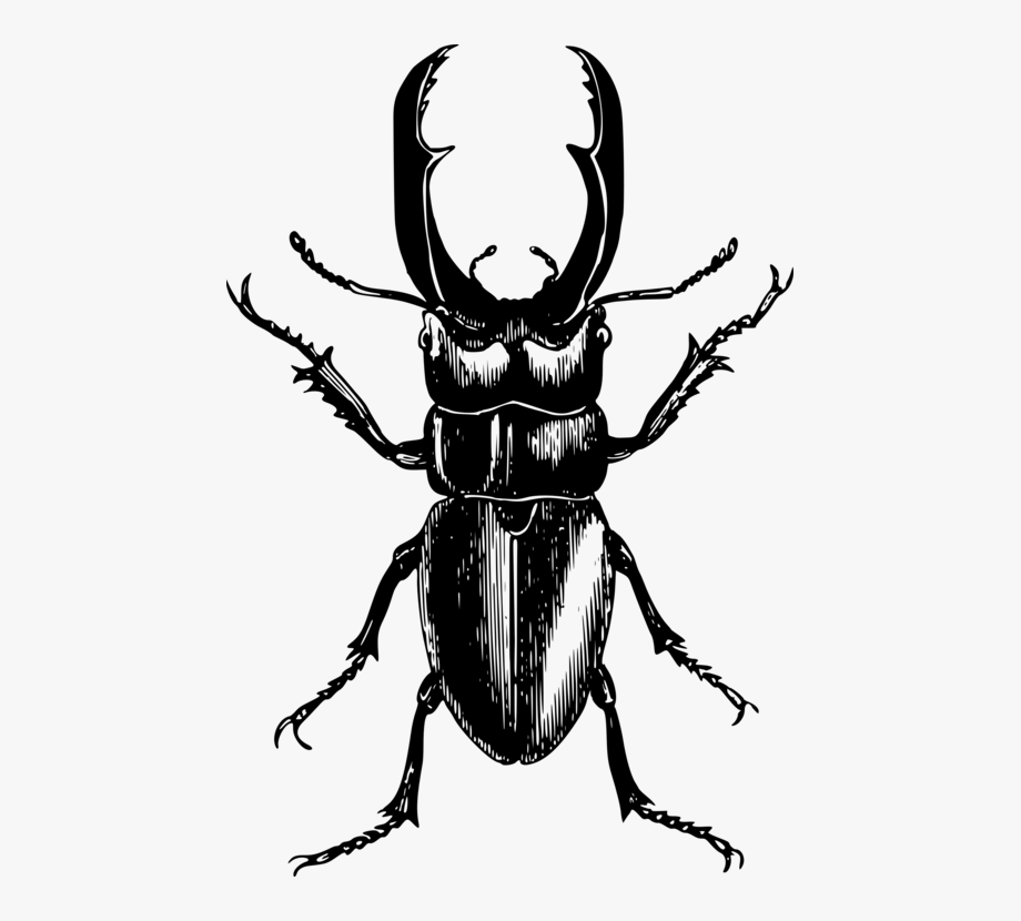 Mosquito rhinoceros beetles japanese. Beetle clipart stag beetle