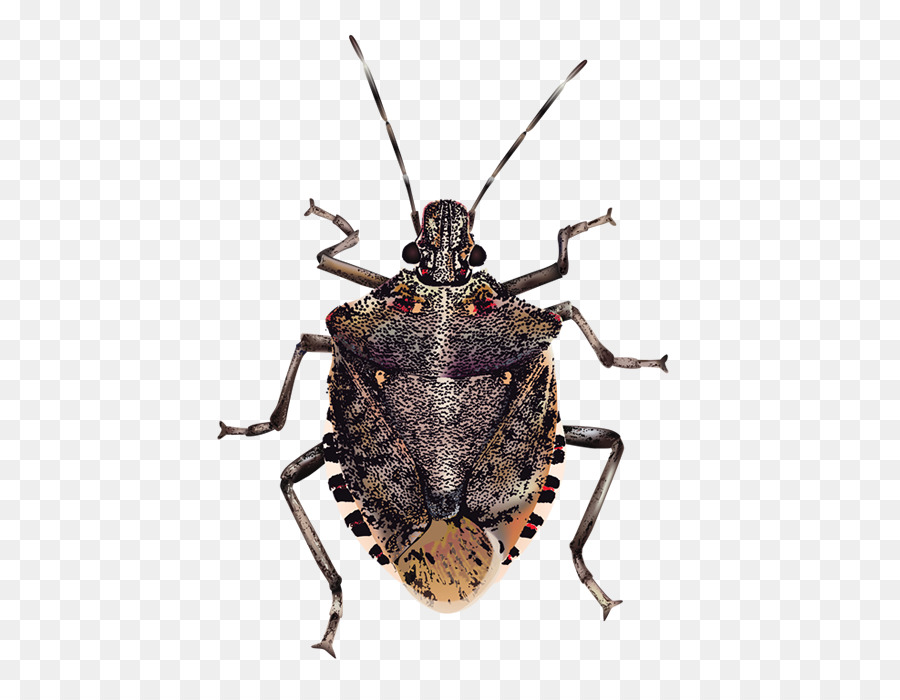 Beetle clipart stinkbug. Insect brown marmorated stink