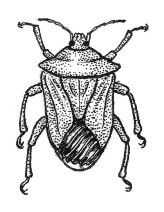 Beetle clipart stinkbug. File bug psf jpg