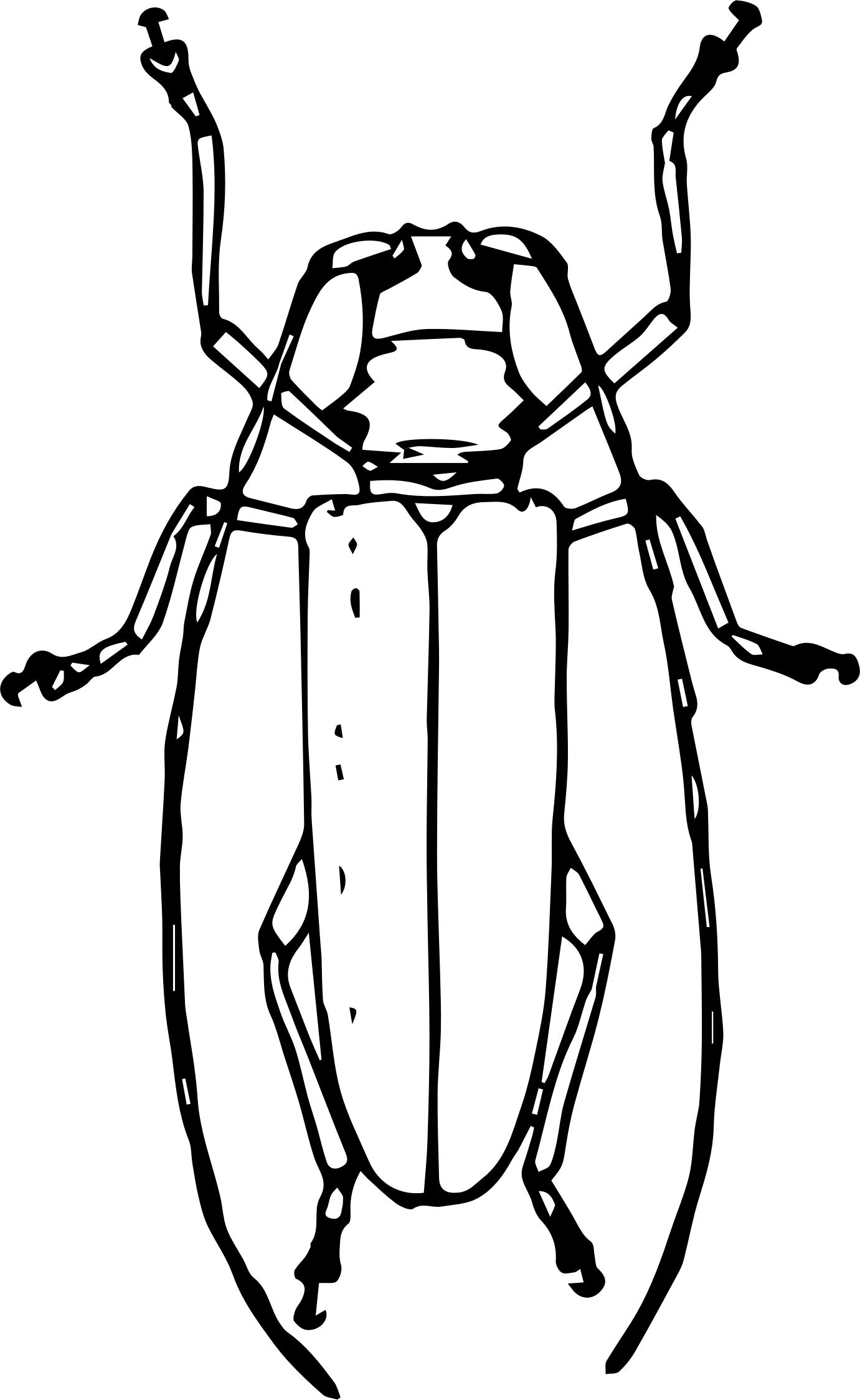 beetle clipart stylized