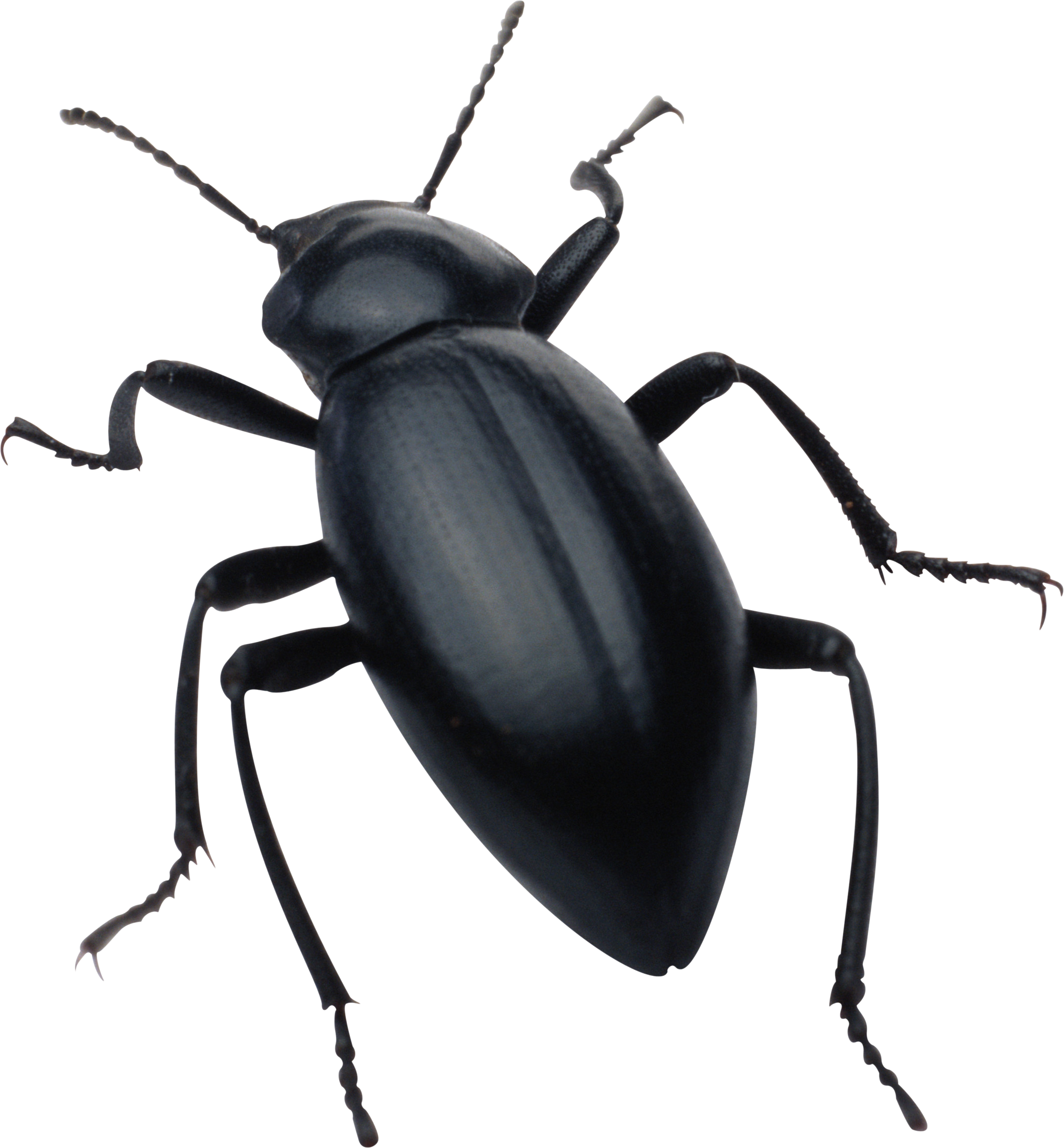 Bug clipart water beetle. Insect png images transparent