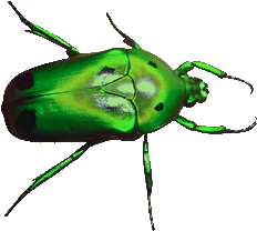 beetle clipart transparent background