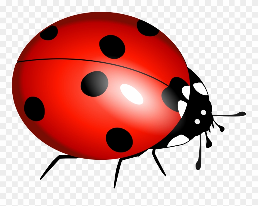 bugs clipart clear background