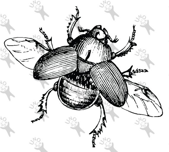 Flying scarab image instant. Beetle clipart vintage