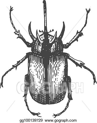 Beetle clipart vintage. Vector illustration insect species