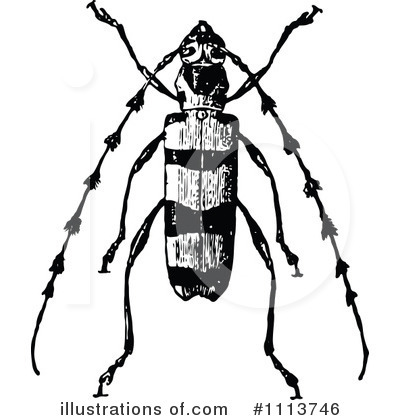 Illustration by prawny royaltyfree. Beetle clipart vintage