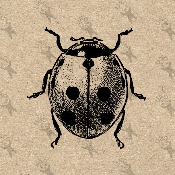  best insects images. Beetle clipart vintage