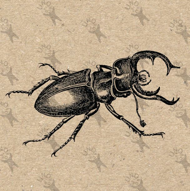  best insects images. Beetle clipart vintage