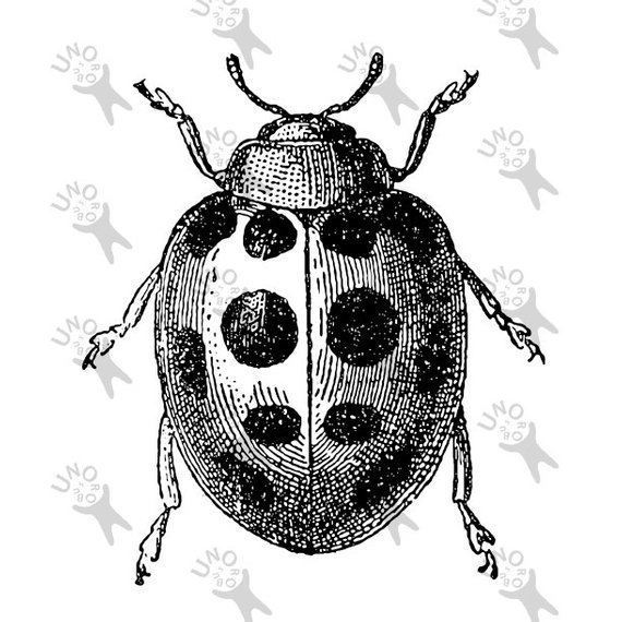 Beetle clipart vintage. Ladybug image instant download